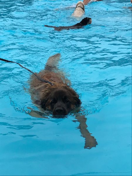Zwemmen met je hond 2018